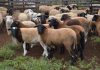 Iagro estabelece normas para trânsito de ovinos e caprinos após MS ser reconhecido área livre de febre aftosa